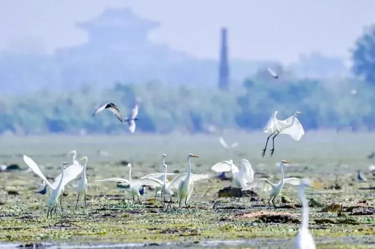 9b757f0d769315dadd46e91f14543bd0-sz_1152234