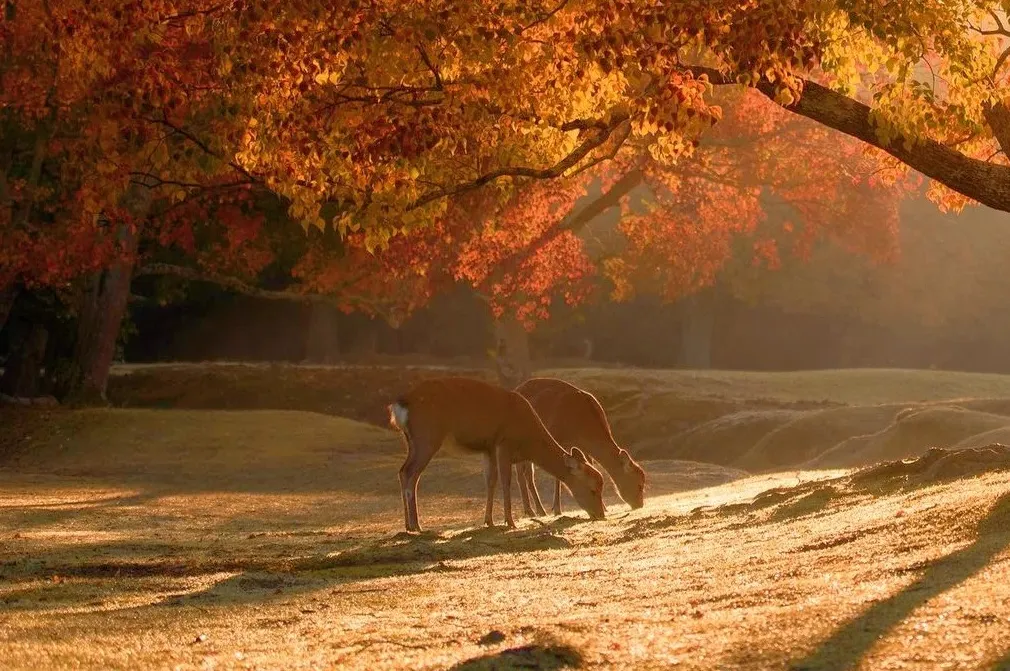 9cf3452a81525f4fe753ba533e5f9de6-sz_600940