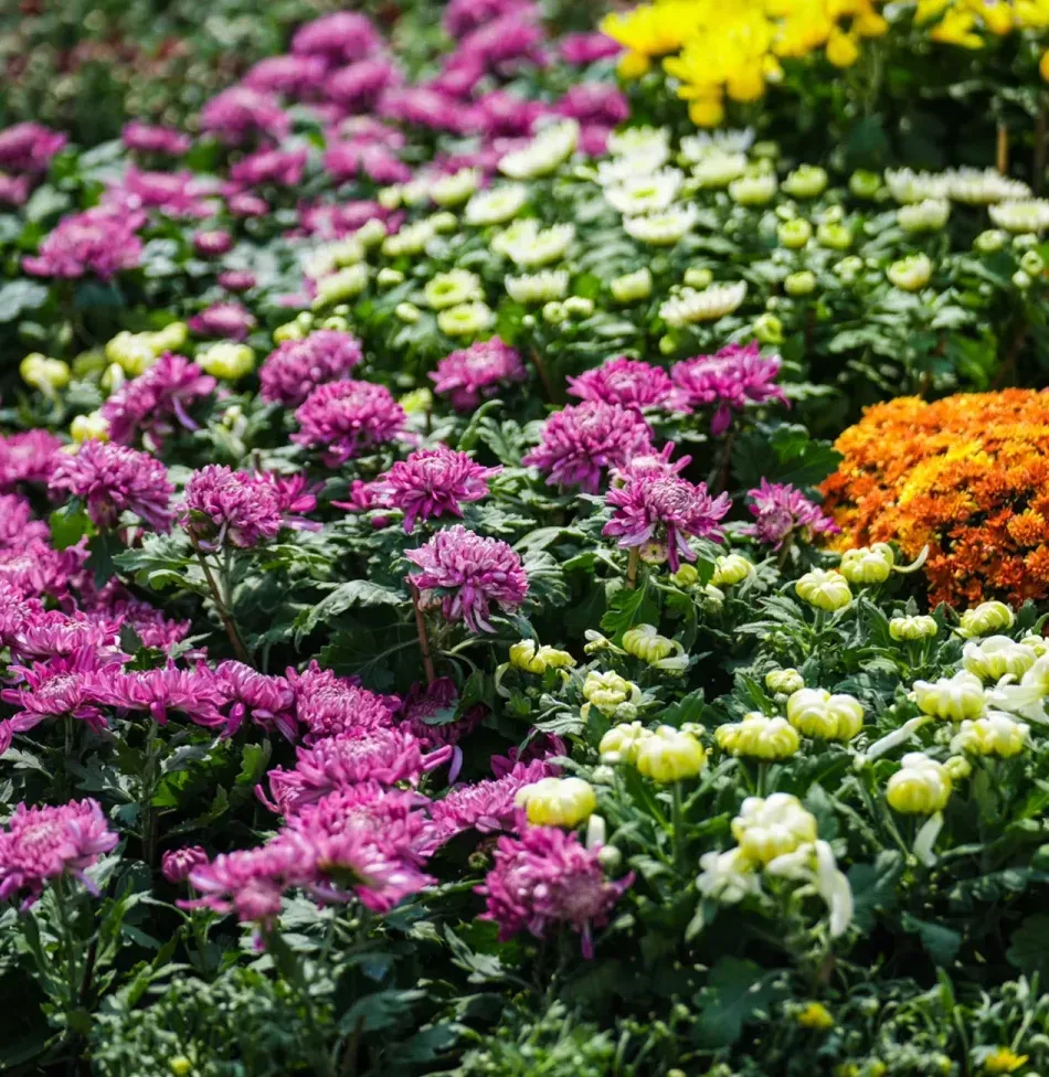 9f67372387981d9a735cc662fa78c5e5-sz_1599936