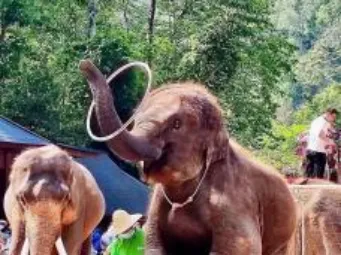 a116eddb1ab8e836abd361511162158b-sz_350083