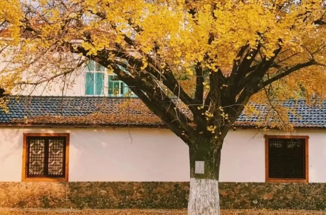 a17f8930eec066c00495b267a552ef52-sz_772346