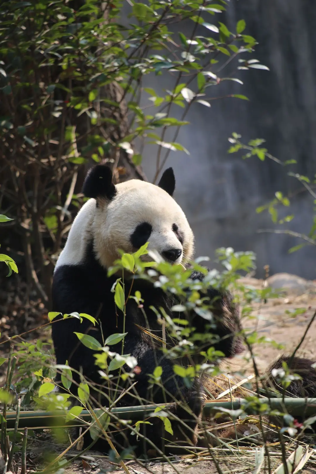 a2c0f4f746a3ad182528c02e9ff89f17-sz_392077-1 a2c0f4f746a3ad182528c02e9ff89f17-sz_392077-1