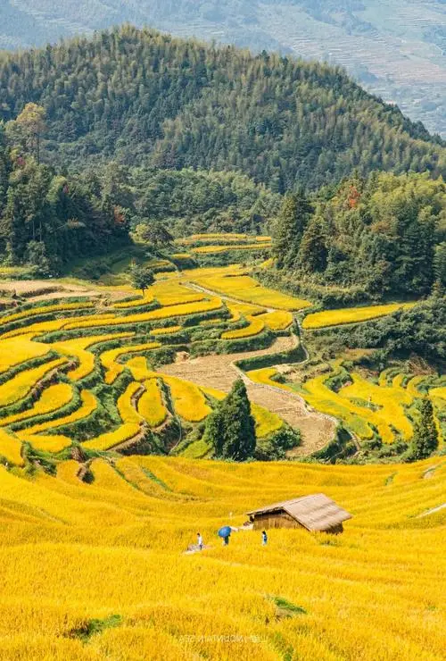 a58666c74b41aa868d85b18e3e92a703-sz_97073