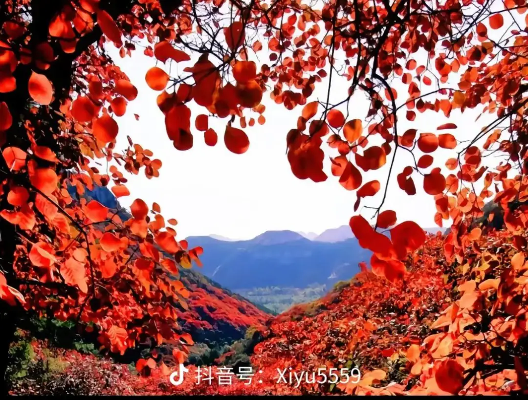 a6687e1dd9b713b1faaffd91616a093b-sz_195011