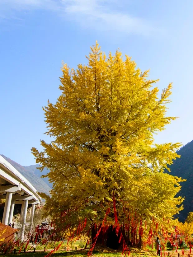 a6fe44b0e02452ed540ba11a016ebbe1-sz_888278