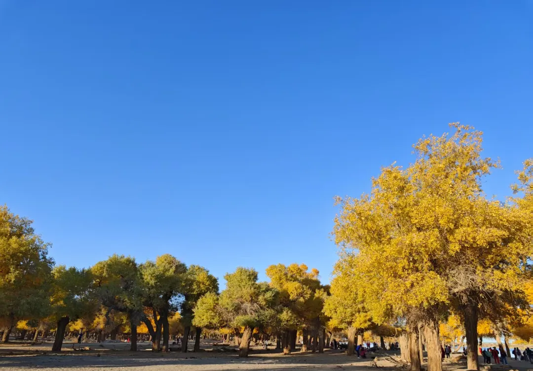 a70ac43e60b5c65a0b19f900bbb5bc94-sz_381308