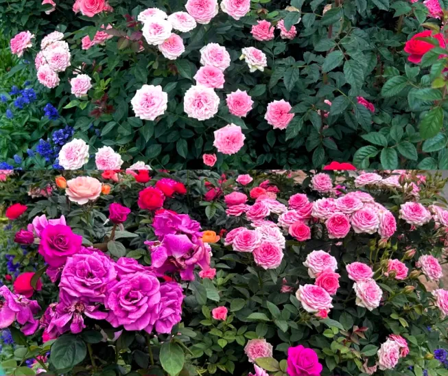 a7cb3625e48eced10dcb6c8fde7f6330-sz_1083298-1 a7cb3625e48eced10dcb6c8fde7f6330-sz_1083298-1