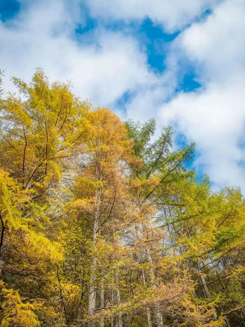 ae2244ff0bdf74ee4f3cf30fd2fccd60-sz_2433621