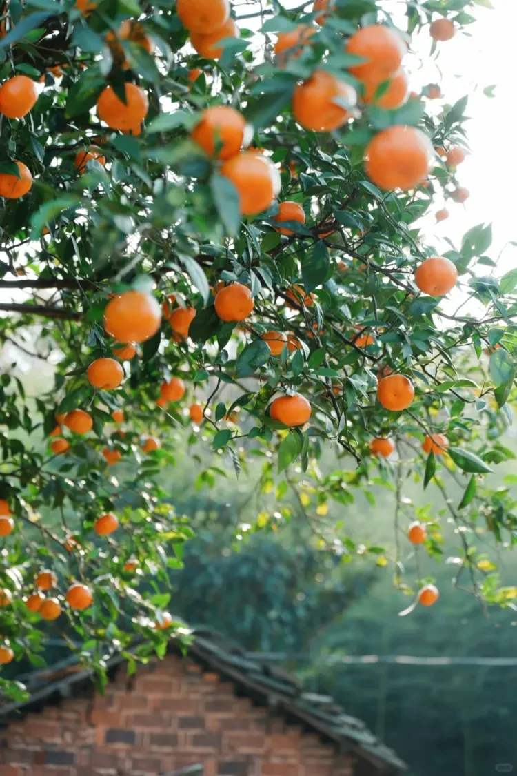 b09b7db38b9b48f4b459e94f04080330-sz_4126928 b09b7db38b9b48f4b459e94f04080330-sz_4126928