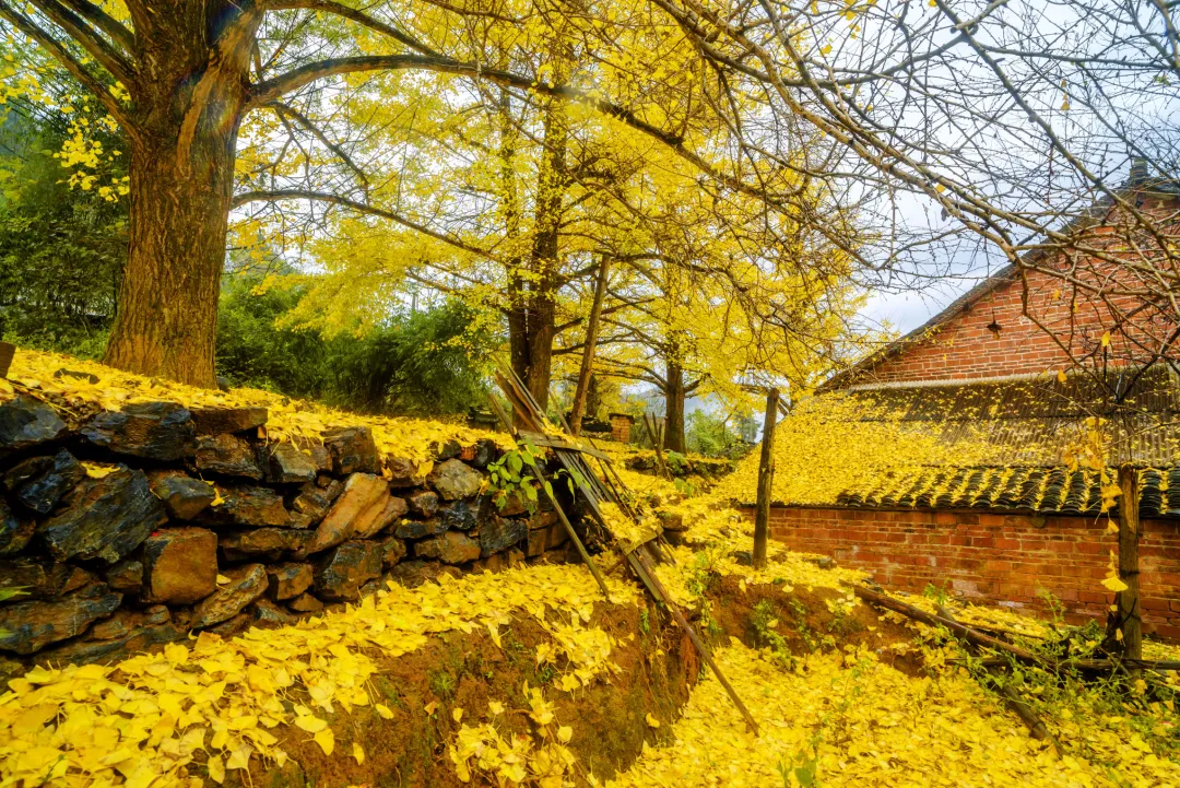 b26bddc60f6bfd36b82a31955e78a7b5-sz_1499846 b26bddc60f6bfd36b82a31955e78a7b5-sz_1499846