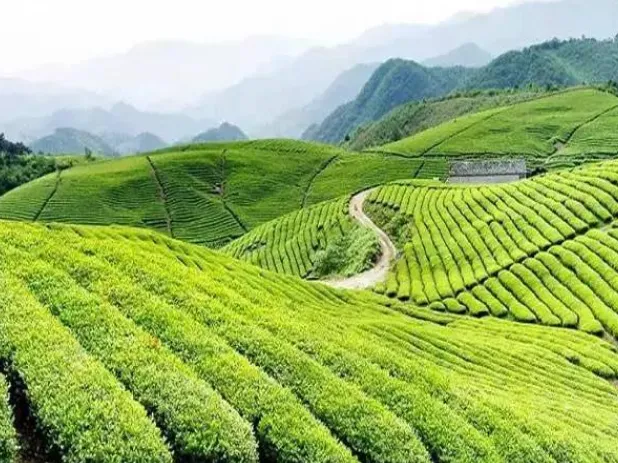 b42148808dd3733b9fa627a73782ba39-sz_603544 b42148808dd3733b9fa627a73782ba39-sz_603544