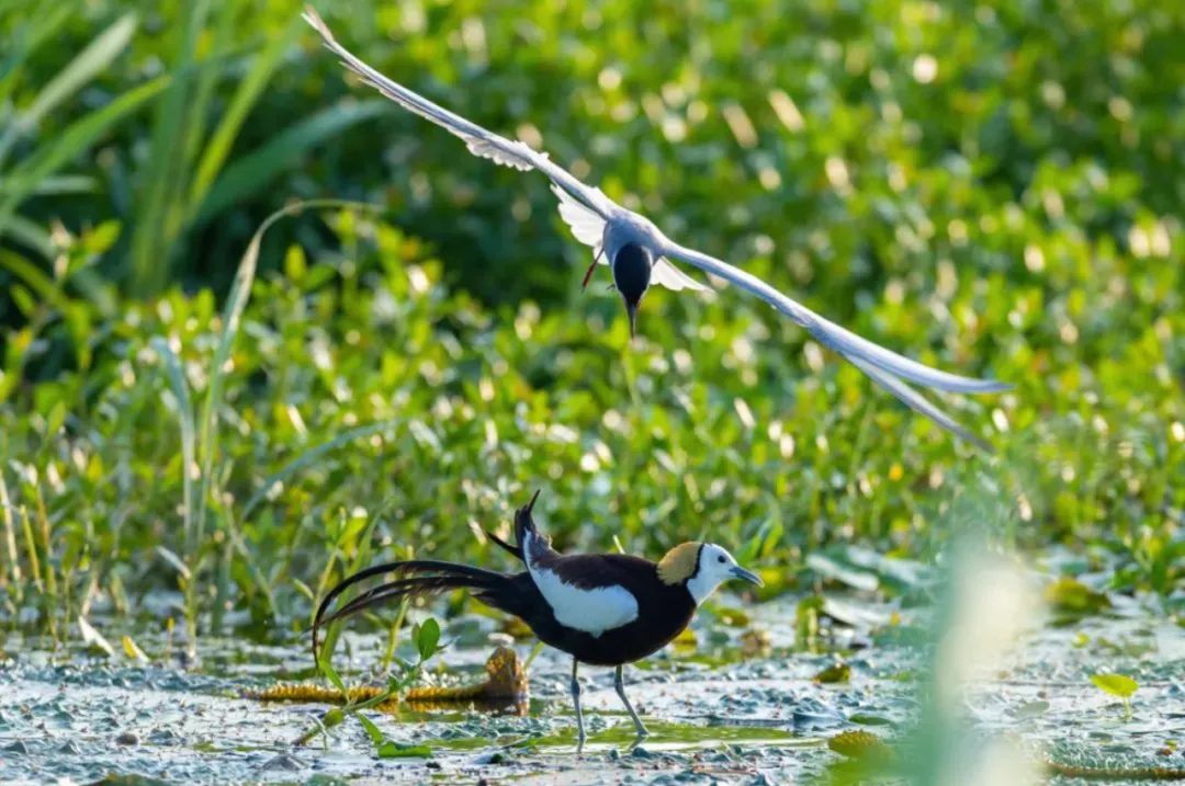 b7010f63241ff0435ace48954611f186-sz_1286431