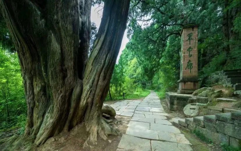 bfaf8ab02f974cb7dd02f4accee928d0-sz_1181522-1