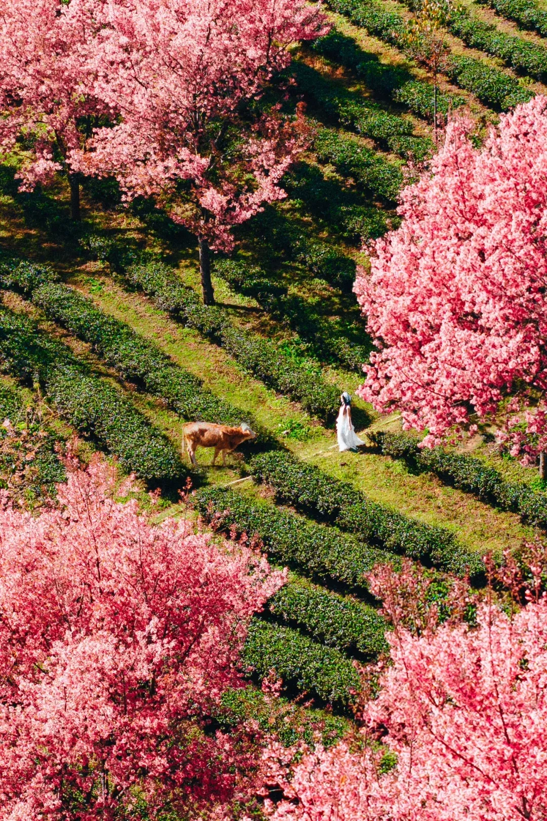 cbac577026ee80333a860d7df0a26ef2-sz_5087144 cbac577026ee80333a860d7df0a26ef2-sz_5087144