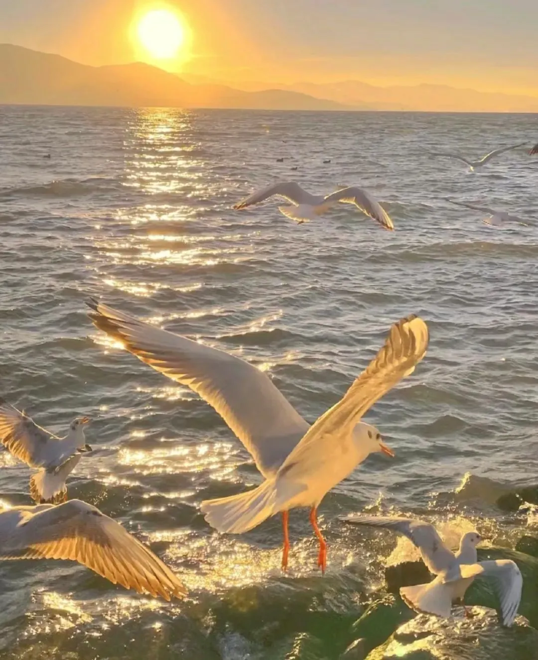 cf31072cc76a4614b1bfc7a09453f5de-sz_1854692 cf31072cc76a4614b1bfc7a09453f5de-sz_1854692