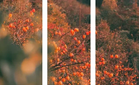 cfafec12e34dbc3b0a1528d8adf0113d-sz_347090 cfafec12e34dbc3b0a1528d8adf0113d-sz_347090