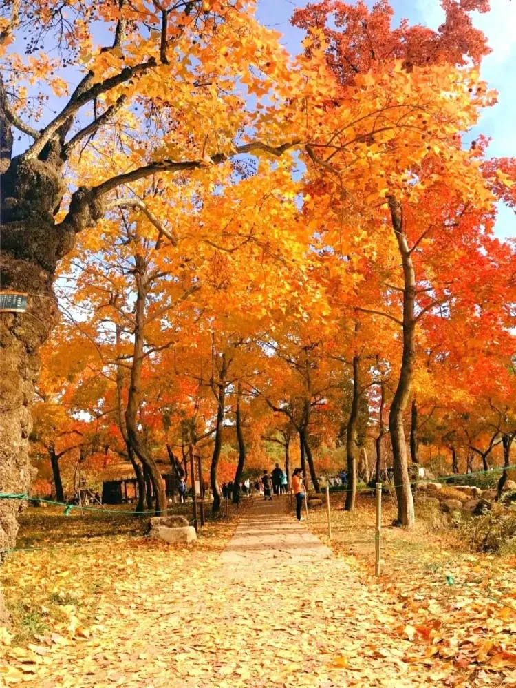 d1390e763cdc0dd752a0fb867b6531c9-sz_4405345 d1390e763cdc0dd752a0fb867b6531c9-sz_4405345