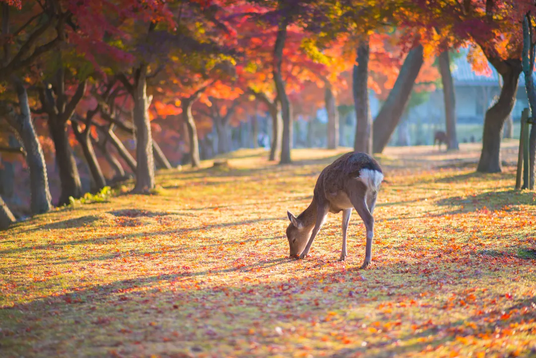 d4f6819d723fb33e4a90478edd7d4289-sz_4816863 d4f6819d723fb33e4a90478edd7d4289-sz_4816863