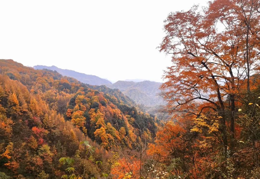 d5dc8f0aa235f1b6a4c69f2489261fdf-sz_4475314-2 d5dc8f0aa235f1b6a4c69f2489261fdf-sz_4475314-2