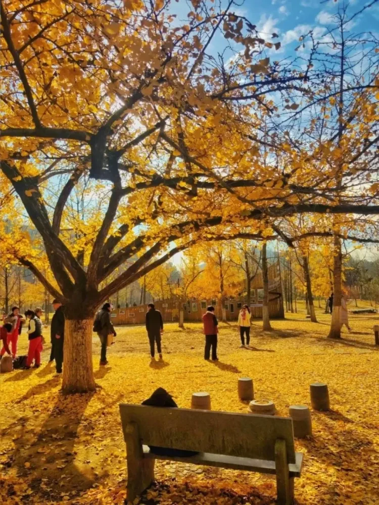 叶黄如金！金秋银杏！长兴、嘉兴四钻酒店三日游499一价全含！长兴十里银杏、沉浸式游玩新体验“平湖山海几千重”、南浔古镇，2早四正餐！免费棋牌、K歌！