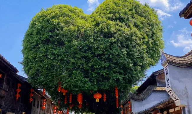 e2a20b91c795c7c24689173aaf12789a-sz_510930