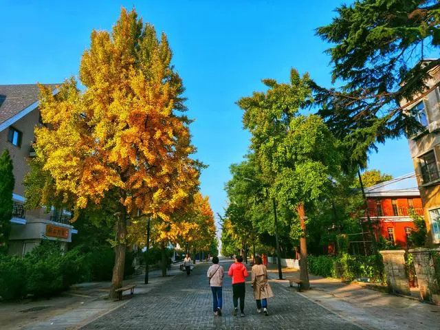 e56e25fca816709d4ff81db7f53c1e0c-sz_85725-1