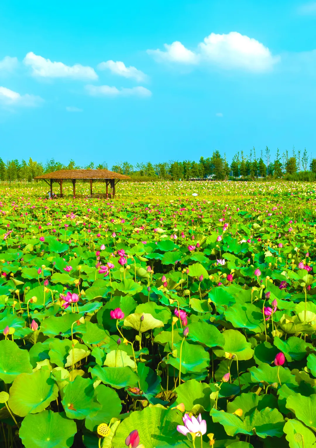 e980edb3797a9b888ae74f710162a99b-sz_3007687