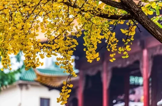 e9977bf27c87ee2c07efb4c6c5bbb019-sz_494489 e9977bf27c87ee2c07efb4c6c5bbb019-sz_494489