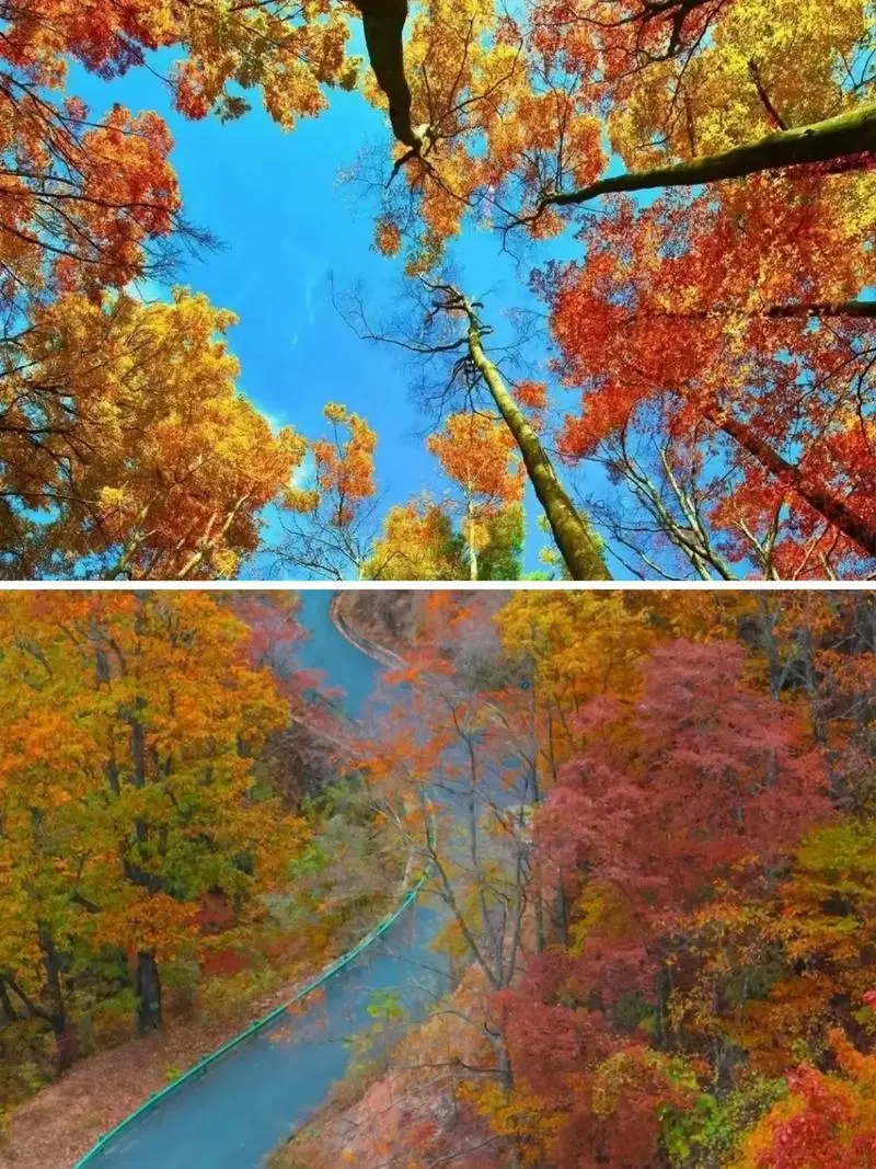 纯玩【秋染光雾山双飞6日游3280元起】全程 0 购物 0 强消 不走寻常路 深度景点不玩虚头、一路美景尽收眼底！