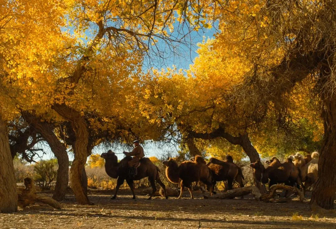 f050c5b458c2fccb6744fc504c6a2dd3-sz_232478