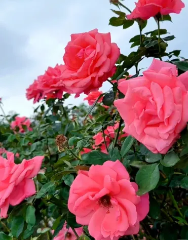 f31d08a9ba9ccec30434a49672aa1702-sz_279425 f31d08a9ba9ccec30434a49672aa1702-sz_279425