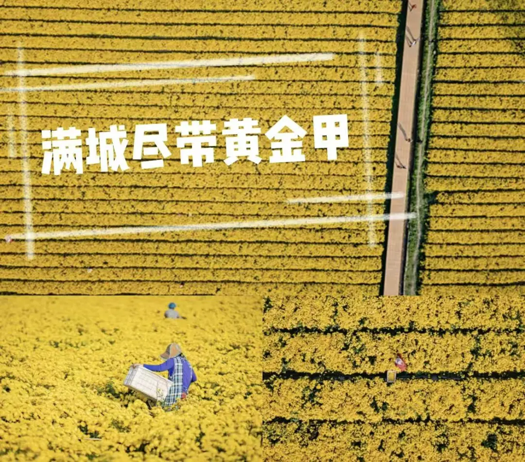 ❇399元秋韵绩溪◆千亩梯田赏菊『赠烤全羊+烤山鸡+升级新安江鱼头宴+老鸡甲鱼宴+看徽剧』皖南川藏线◆双自助早◆免费唱歌麻将3日游