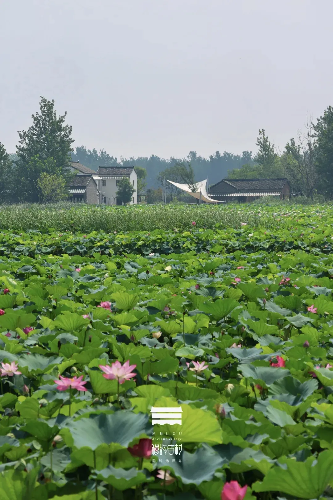 f5b715cd0f72642625708c667ce40012-sz_1000828