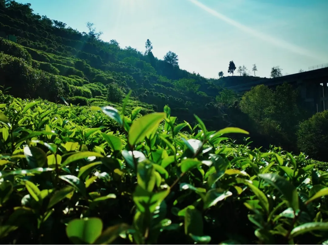 f67fb6d99a859ae2d552868ff69a558d-sz_390164 f67fb6d99a859ae2d552868ff69a558d-sz_390164