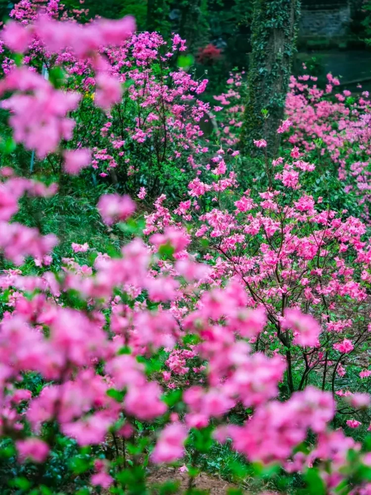 f8de154d5b50a73c4579ad4326447477-sz_2833011 f8de154d5b50a73c4579ad4326447477-sz_2833011