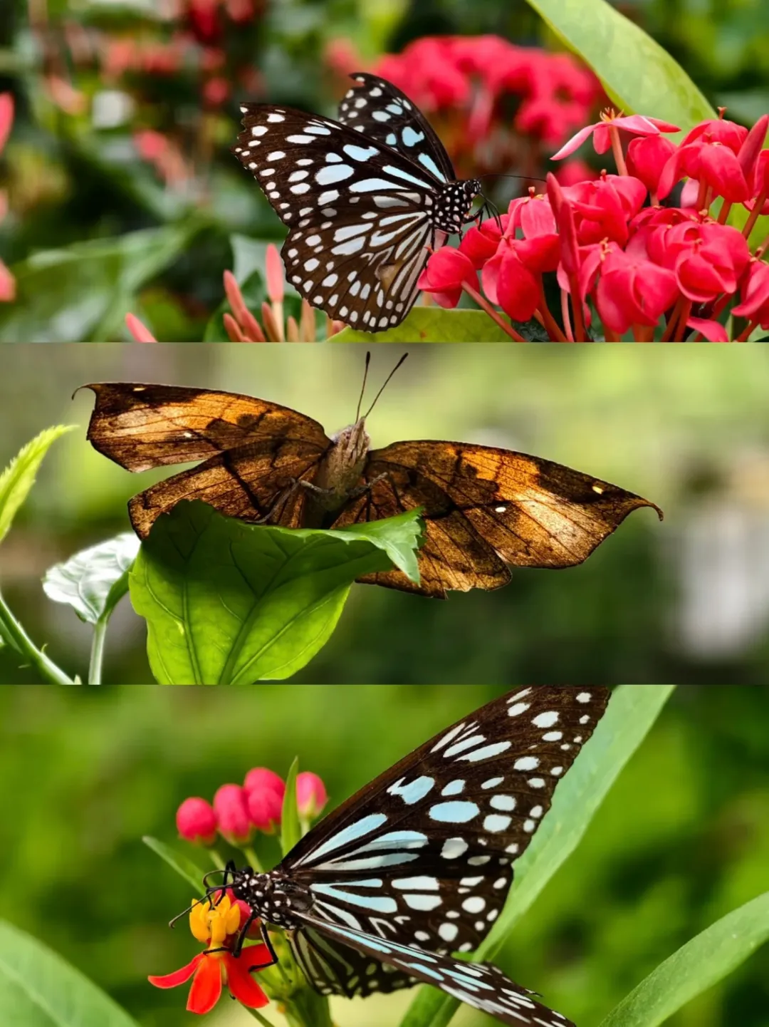 fbf1a2cd50e9b792a62ffd028a9e3c56-sz_573342 fbf1a2cd50e9b792a62ffd028a9e3c56-sz_573342