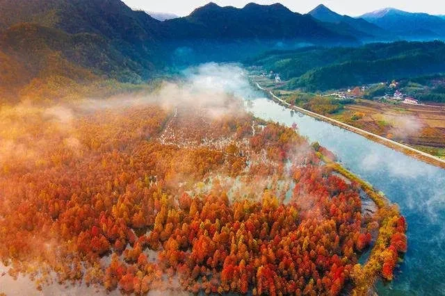 【拒绝套班：388元❤七星赏秋❤水上喀纳斯❤赏千亩红杉林四日】住三晚当地五星山屿海亲心谷度假酒店，5正3丰盛自助早，顿顿12菜，免费麻将，K歌，游皖南川藏线•储家滩，龙泉洞，千亩红杉林