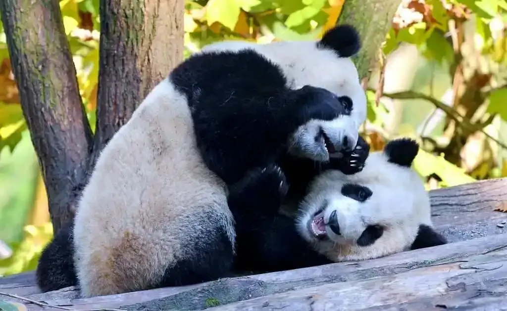 ff1deace67f142f1f7018d42c8798057-sz_389997-1