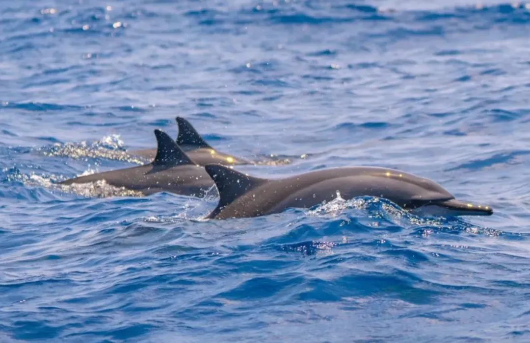 ffa728067f7af8114463db2598c82e79-sz_1040344 ffa728067f7af8114463db2598c82e79-sz_1040344