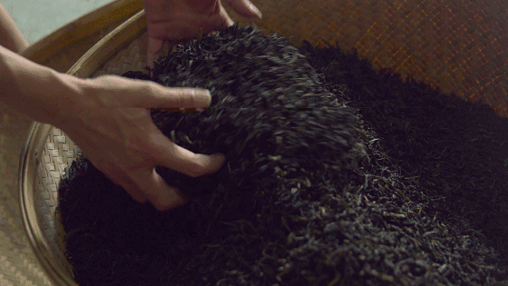 00000000CAlZuKxbQVEpotzZ