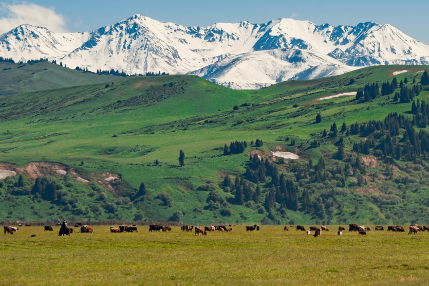 00000000FRJUSPgDzMutgJjs