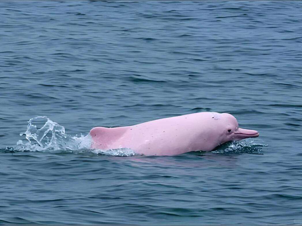 00000000IDEIUIQgWMnewCTo