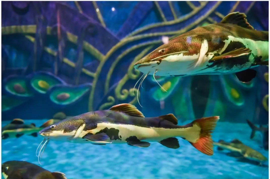 00000000XISKDKMgQbaWBEPA