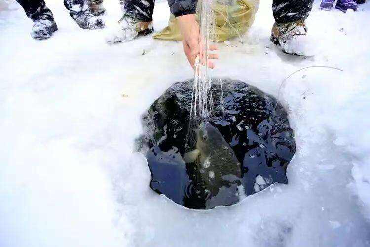 00000000aPjyfeIzSUySGEXl