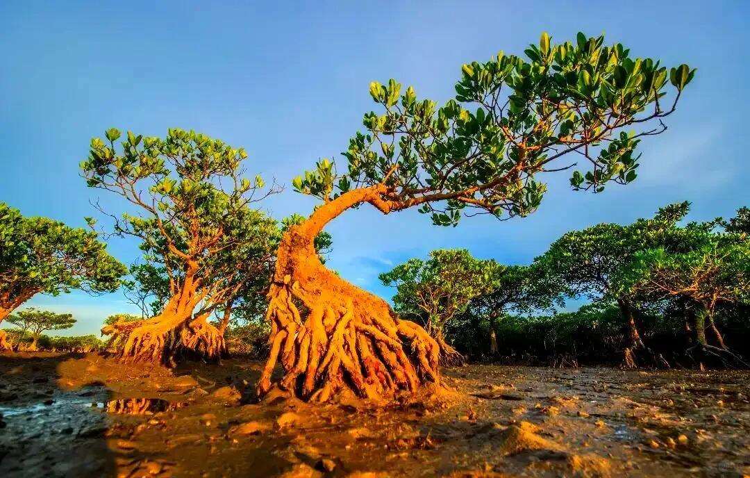 00000000aRQPTOZKVWeIzlqU