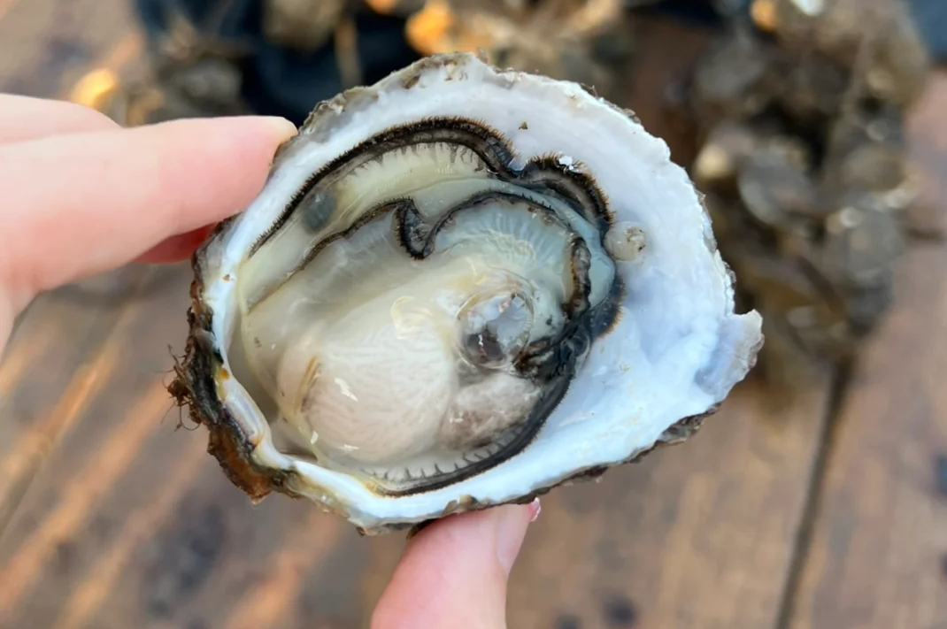 00000000fSihdJZlzlRRvvso