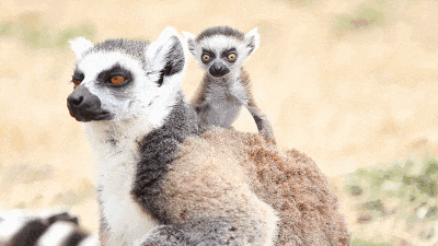 00000000hNiZREnfMPRwbPrZ 00000000hNiZREnfMPRwbPrZ