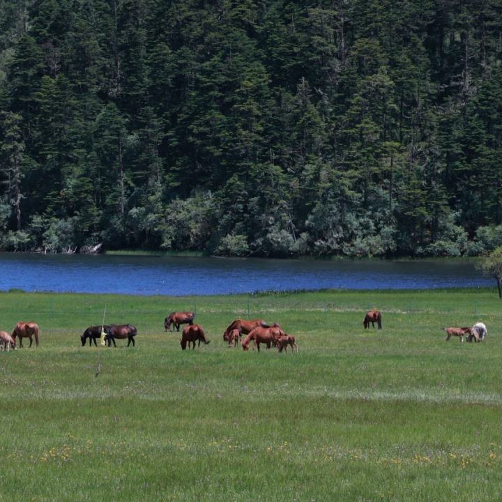 00000000hsQvFrYFeFrJbTvE