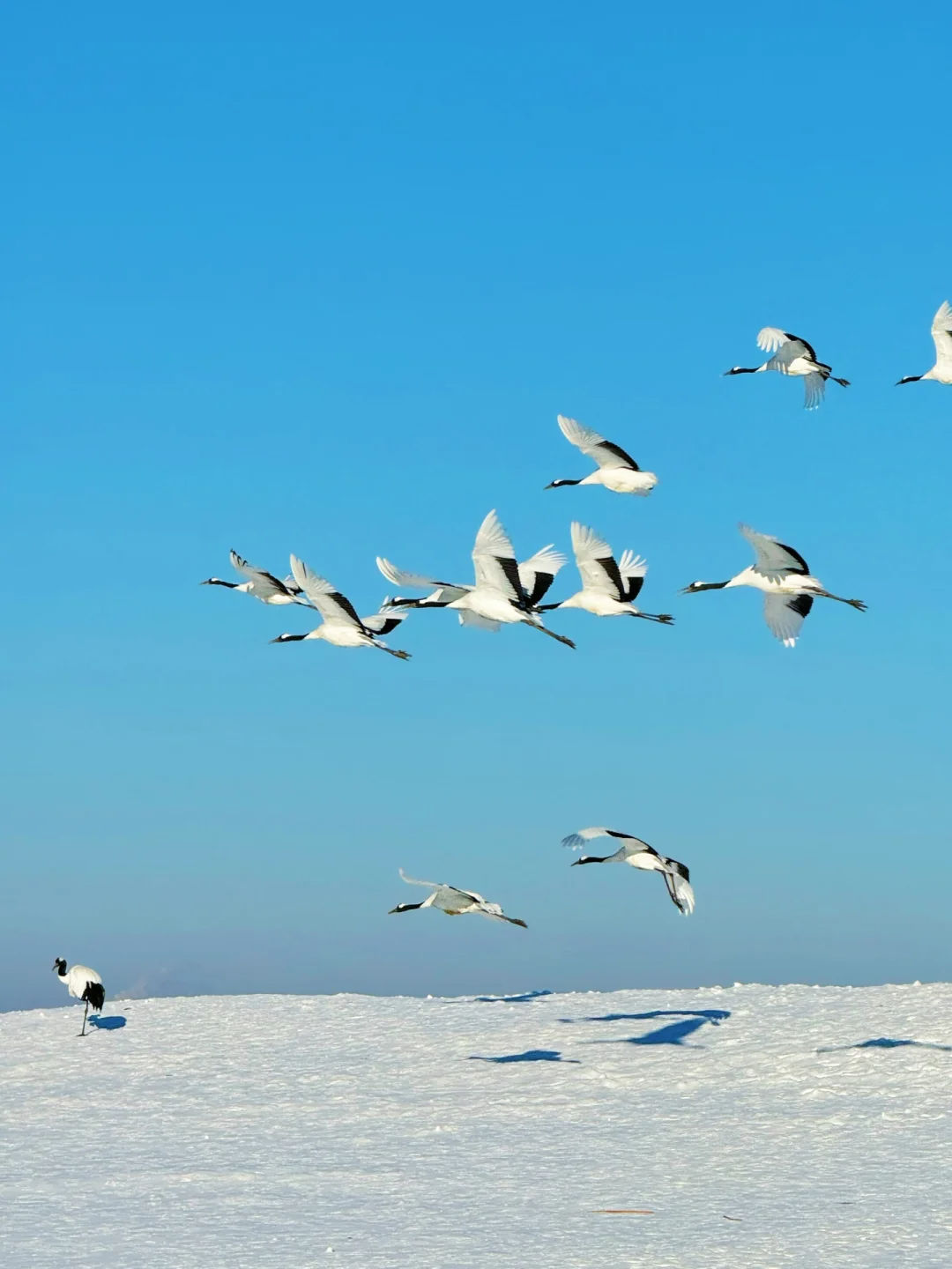 00000000yEqDxIrtlClLqaOi