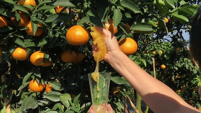 08cf61bb633e4cac66cfef5adbf25095-sz_1962939 08cf61bb633e4cac66cfef5adbf25095-sz_1962939